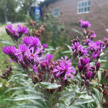 Prairie Ironweed
